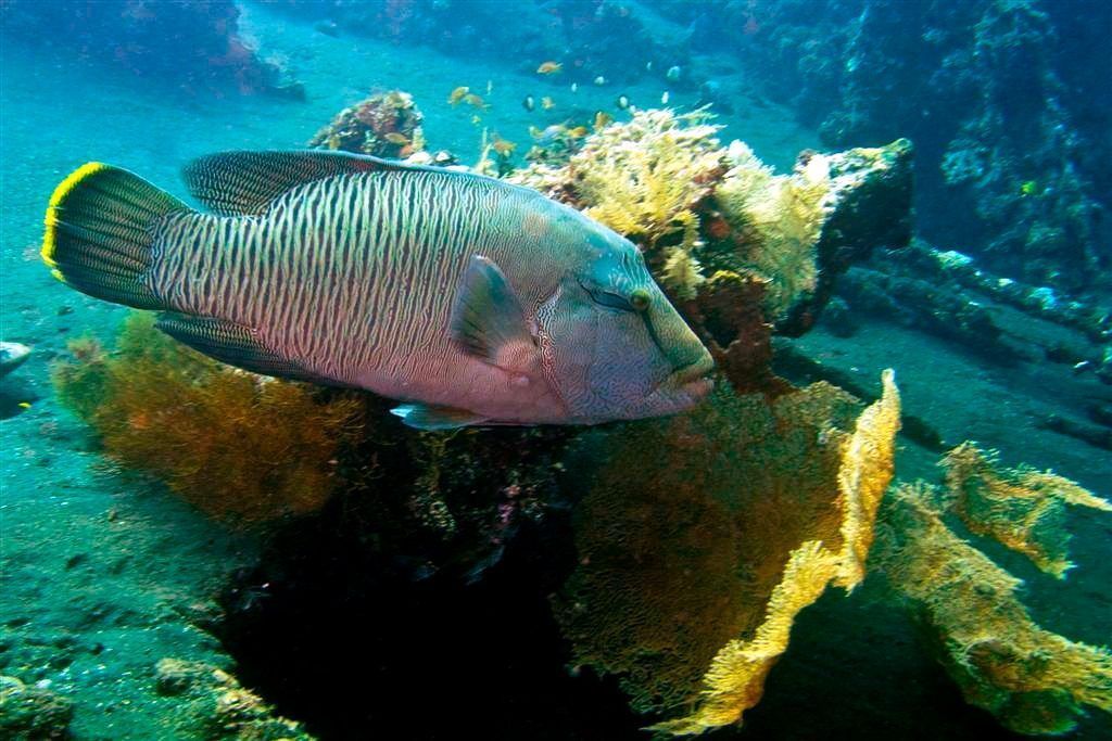 Pez Napoleon. Mejor Snorkel en Maldivas.