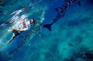 tiburón ballena en Maldivas