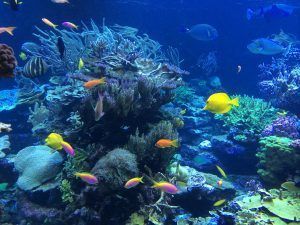 Mejor Snorkel en Maldivas