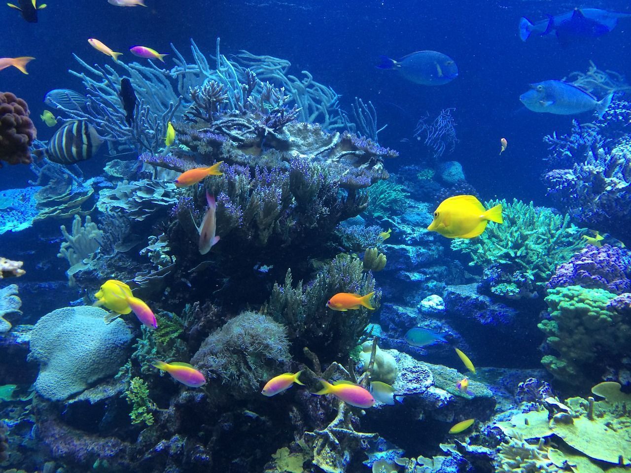 Mejor Snorkel en Maldivas