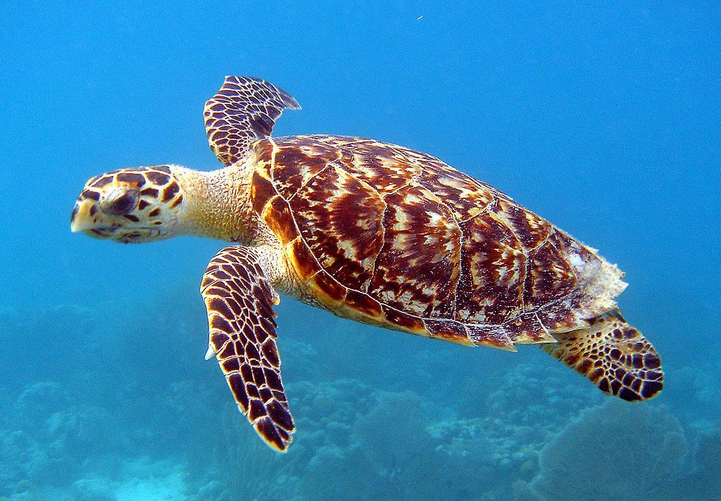 Tortuga Carey en Maldivas