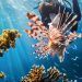 Buceo en Maldivas