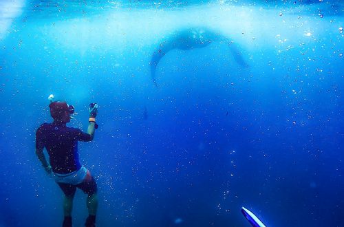 Mantarrayas Maldivas