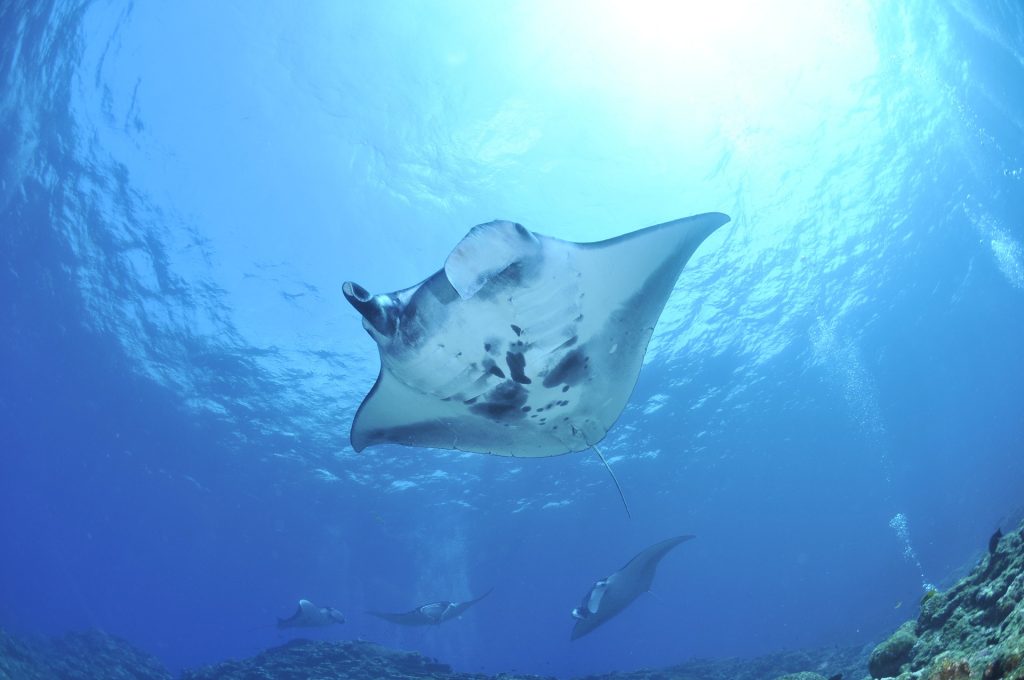 Mantarrayas en Maldivas