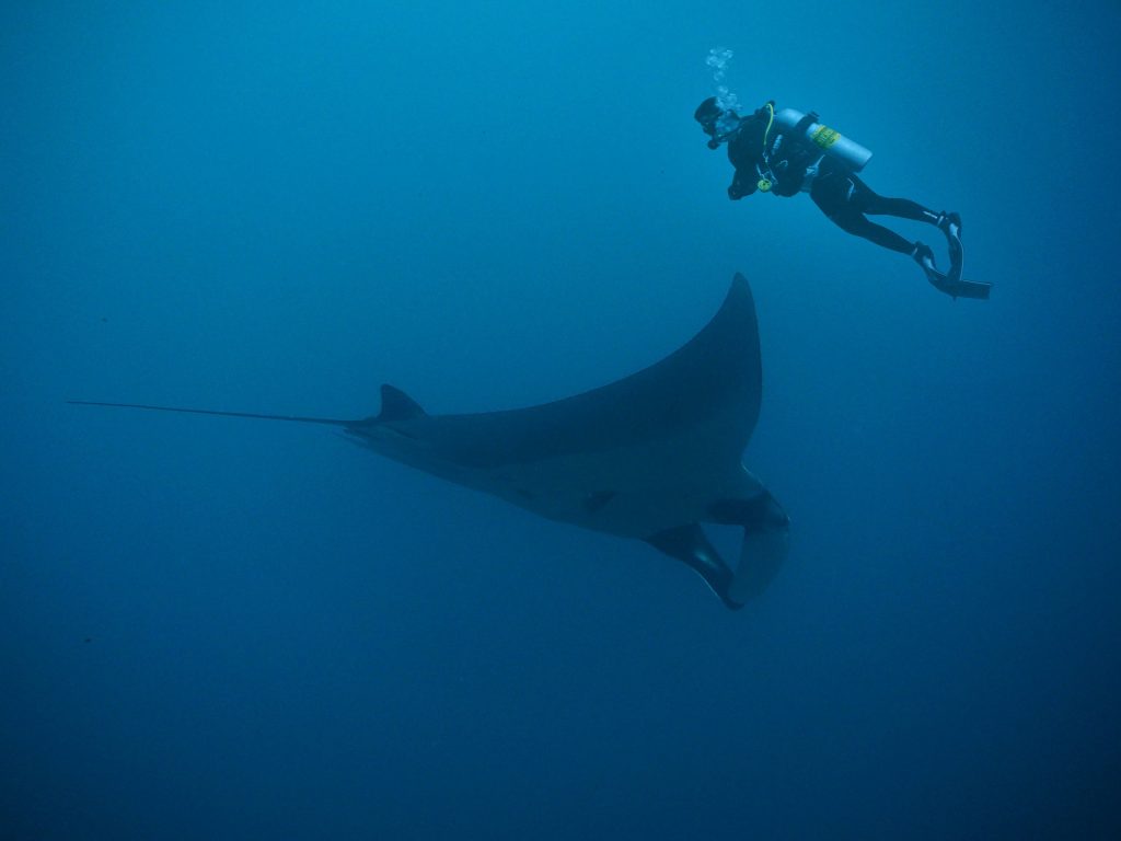 Buceando con una Mantarraya