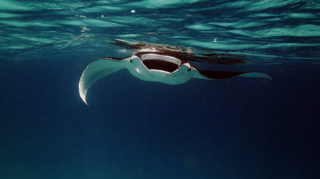 Mantarraya en Maldivas
