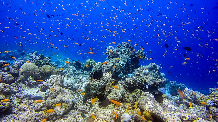 Fondo marino de Rasdhoo