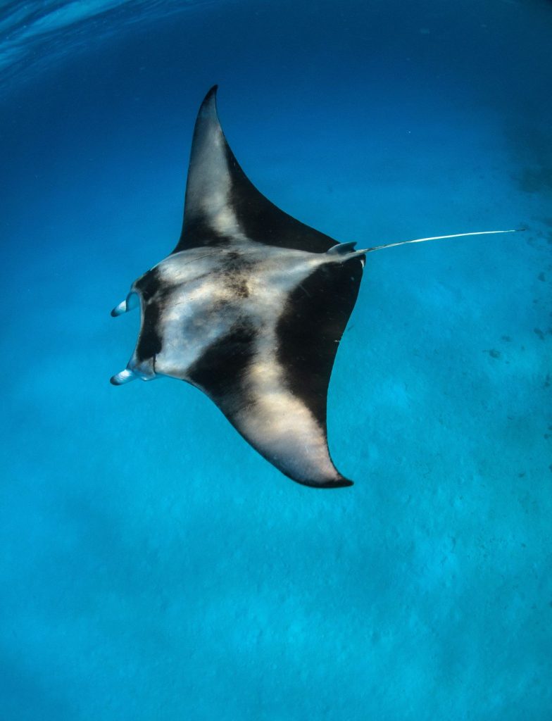 Dhigurah Maldivas tiburón ballena