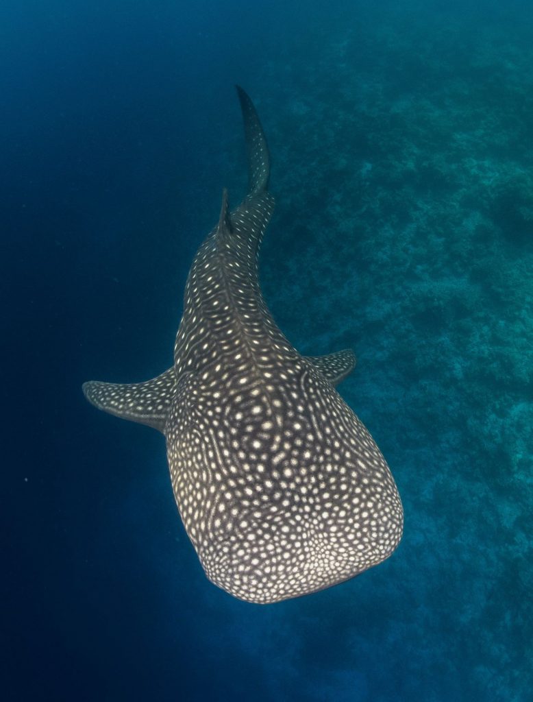 Dhigurah Maldivas tiburón ballena